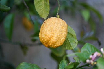 A lemon hangs from a tree branch with green leaves. Other lemons and a flower are visible in the...