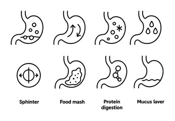 Fototapeta premium Digestive system outline icons set – linear, flat, stomach and digestion symbols