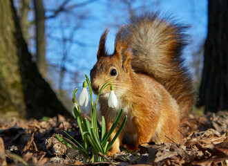 Squirrel looking at a snowdrop