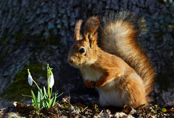 Squirrel looking at a snowdrop