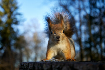 Fluffy squirrel smiling to camera