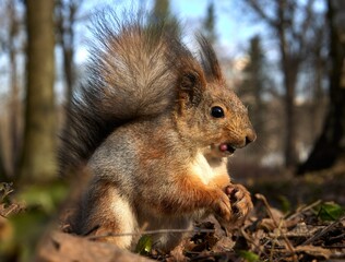 Squirrel showing tongue