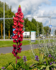Close-up of lupine flower spike under bright sun. Blurred Narva city roadside and expressive cloudy sky.