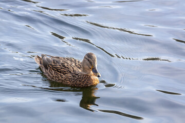 Duck swimming in a pond..