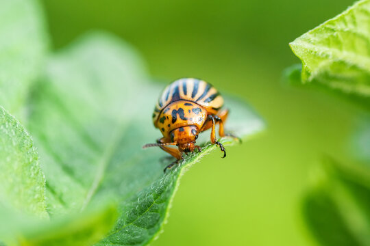 Leptinotarsa decemlineata, potato beetle on potato plants, insect.