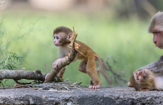 Nature photography baby monkey
