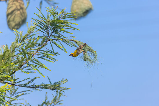 Nature photography bird nest