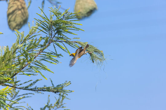 Nature photography bird in flight treetop