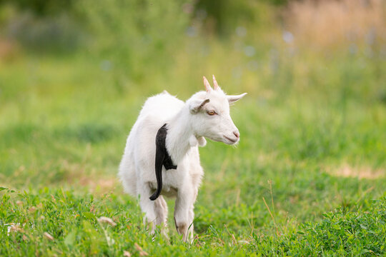 goat on grass.