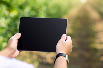 Quality control and inspection, data collection and digital technology. Male farmer work on tablet with empty screen. Fruits on tree with green leaves on plantation on eco farm, outdoor, copy space