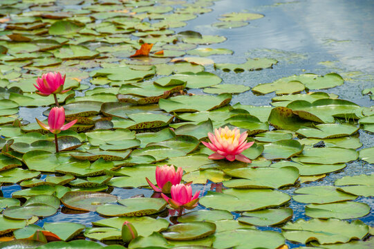 Lotus. Nelumbo. Nymphaeaceae. Water lily. Fascinating water ballet! These water lilies create a stunning symphony of colors and shapes that are sure to captivate your senses. Nature Elegance