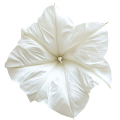 Moonflower Bloom Celestial White Petals Unfurled isolated on transparent background