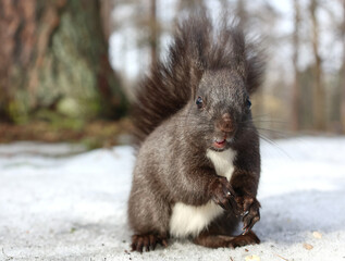 Dark squirrel in the snow