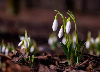 Snowdrops first flowers in the spring 