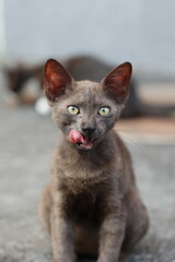 Portrait of a kitten cleaning itself