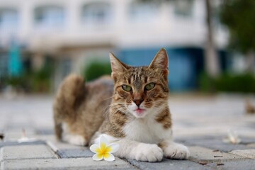 Cute kitten lying near the flower