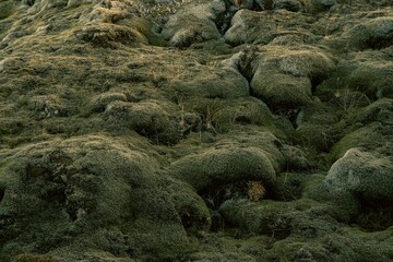 Native plants of Icelandic landscape