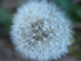 Fototapeta premium Dandelion Seed Head