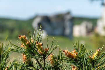 zamki na jurze krakowskiej i okolice Ogrodzieniec © rob