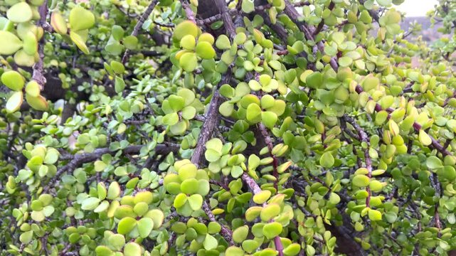 Portulacaria afra or Spekboom, Elephant Bush, Porkbush is a small-leaved succulent plant native from South Africa.Green nature background for design,4K