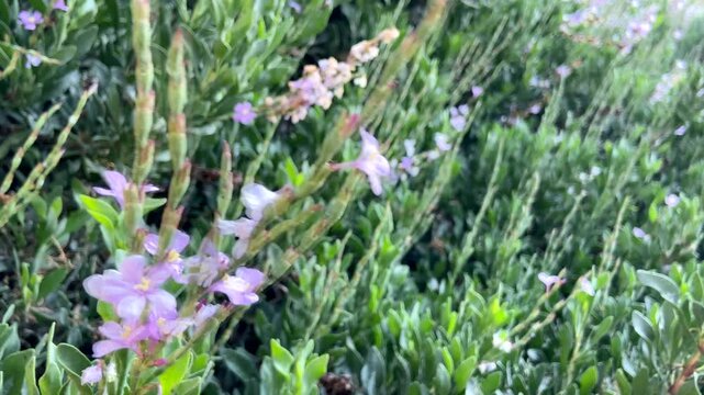 Limoniastrum monopetalum halophyte plant with purple flowers close up in Tenerife,Canary Islands, Spain,4K