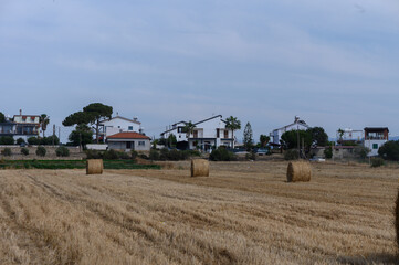 Fototapeta premium Hay Bales on a Field in Cyprus