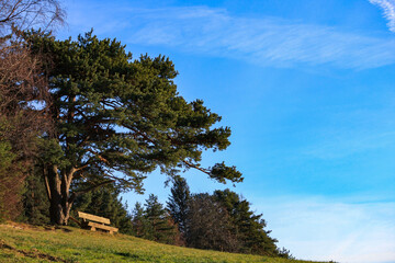 Bench under pine tree on hill – Tirol, Austria – December 3, 2009