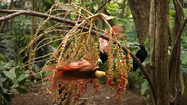 Bird of paradise Raggi or Raggiana Bird of paradise of Papua New Guinea. National bird cendra wasih. High quality 4k footage
