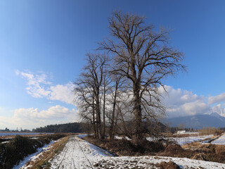 Melting snow during sunny winter day