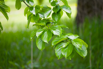 新緑が美しい公園
