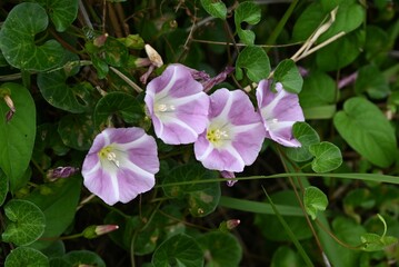 Seashore false bindweed ( Calystegia soldanella ) flowers. Convolvulaceae perennial creeping seaside plant. Pale pink flowers bloom in early summer.