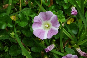 Seashore false bindweed ( Calystegia soldanella ) flowers. Convolvulaceae perennial creeping seaside plant. Pale pink flowers bloom in early summer.