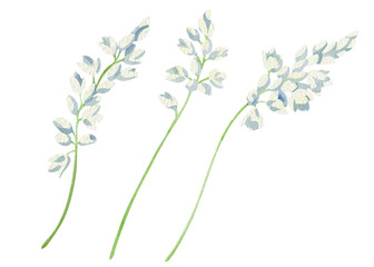 Watercolor wildflowers collection. Hand-drawn watercolor illustration of plants on white background. Perfect for wedding invitations, botanical prints, minimalist home decor, romantic greeting cards.