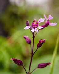 Obraz premium Macro photography of cuphea strigulosa wildflower and buds