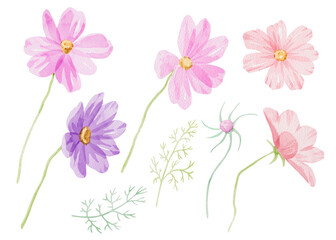 Watercolor flowers collection. Hand-drawn watercolor illustration of eight plants on white background. Perfect for wedding invitations, botanical prints, minimalist home decor, romantic greeting cards