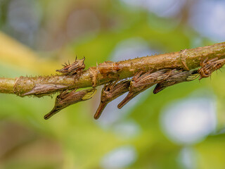A row of  exotic lantana treehoppers on a branch