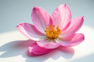 Fototapeta premium Delicate petals unfolding on a crisp white surface, blossom, isolated