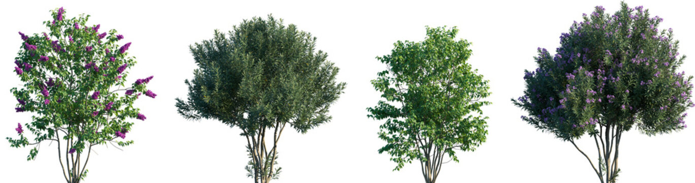 Set of Syringa vulgaris and Nerium oleander frontal street png in sunny daylight on a transparent background perfectly cutout