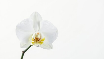 Fototapeta premium Delicate white orchid blossom on pure white background, delicate, sharp, clean