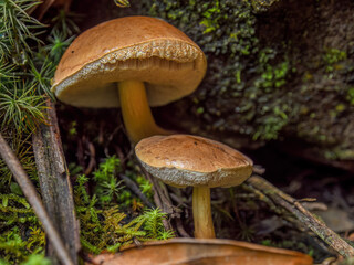 Macro photography of some boletus mushrooms