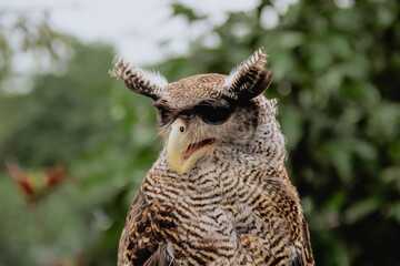 Close-Up of a Stunning Barred Eagle Owl in Natural Light