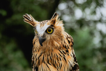 Intense Gaze of the Buffy Fish Owl – A Rare Tropical Predator
