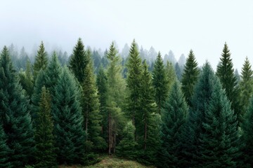 A misty evergreen forest with varying shades of green and white sky