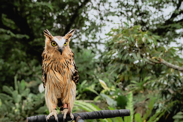 Intense Gaze of the Buffy Fish Owl – A Rare Tropical Predator
