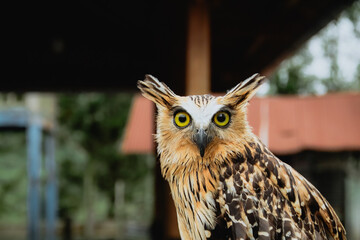 Mesmerizing Close-Up of a Buffy Fish Owl in the Wild Jungle