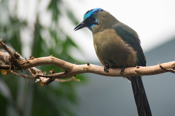 The Andean Motmot or Highland Motmot (Momotus aequatorialis).