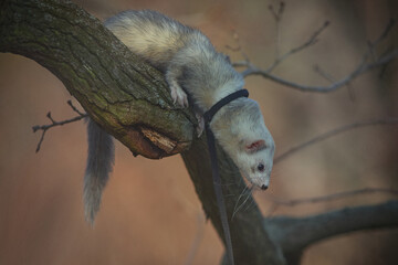 Nice young ferret male outing in winter park on harness
