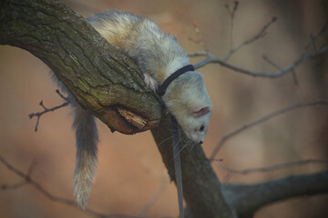 Nice young ferret male outing in winter park on harness