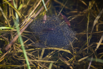 Cluster of early spring frog eggs developing in clear water