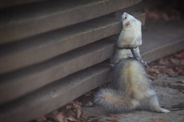 Nice young ferret male outing in winter park on harness